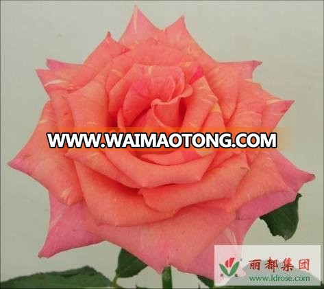 Valentine's Day Gift Fresh Cut Rose/Carnation/Eustoma Flowers Natural Fresh Cut Rose Fast Delivery from china